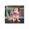 Reversible Fleece Lined Puffer Dog Coat
